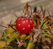 画像: サボテンは『水が大好き!』な植物だと思っています