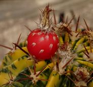 画像: サボテンは『水が大好き！』な植物だと思っています