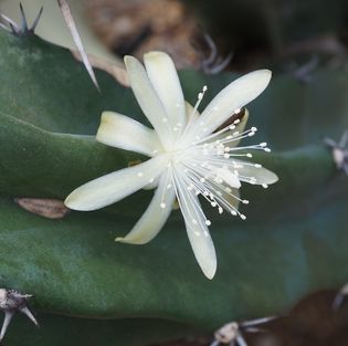 画像: 竜神木の開花です