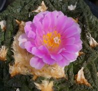 画像: 牡丹類の花が咲き始めました