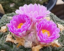 画像: 牡丹類の花が咲き始めました
