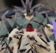 画像: サボ吉・サボ子達の力を借りながら、頑張りましょう！！